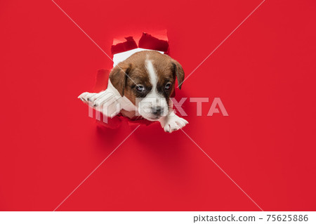 Cute little puppy of Jack Russell terrier dog torning through red background. Cute little puppy of Jack Russell terrier dog torning through red background. 75625886