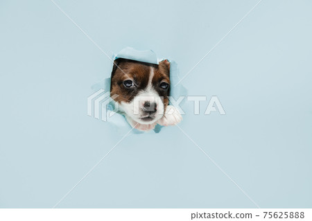 Cute little puppy of Jack Russell terrier dog torning through blue background. Cute little puppy of Jack Russell terrier dog torning through blue background. 75625888