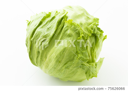 lettuce	 75626066