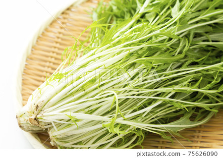 水菜 75626090