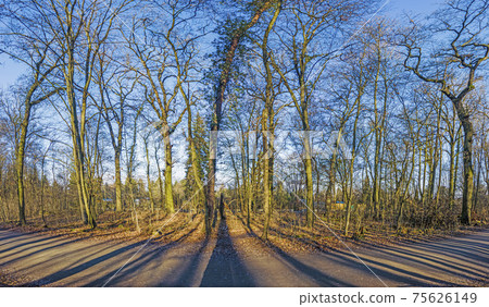 Panoramic image of winter forest free of leaves with long shadows under low sun Panoramic image of winter forest free of leaves with long shadows under low sun 75626149