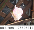 Wooden fence flowers 75626214