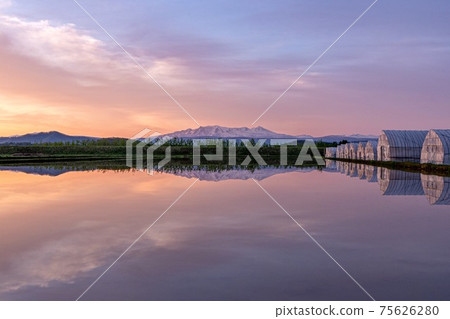 The sunrise sky and Daisetsuzan reflected in the rice fields 75626280