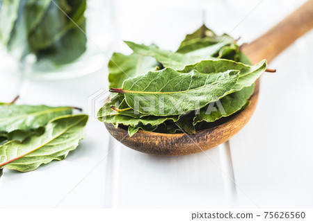 Fresh green bay leaves 75626560