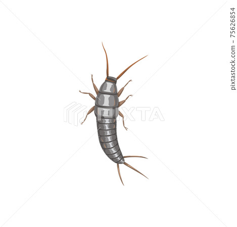 Silverfish or firebrat icon, insect pest control Silverfish or firebrat icon, insect pest control 75626854