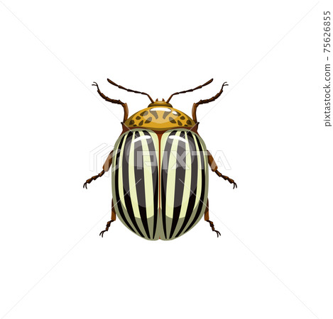 Colorado beetle, insect parasite bug pest control Colorado beetle, insect parasite bug pest control 75626855