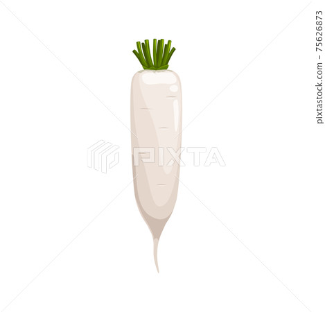 White radish isolated daikon vegetable root 3D White radish isolated daikon vegetable root 3D 75626873