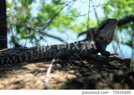 Wild lizards inhabiting Australia 75626886