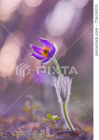 Pulsatilla patens common names include Eastern pasqueflower, prairie crocus, and cutleaf anemone in spring forest 75626910