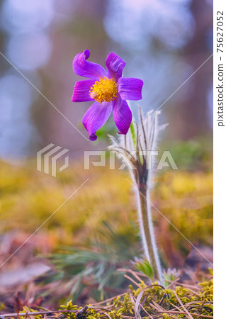 Pulsatilla patens common names include Eastern pasqueflower, prairie crocus, and cutleaf anemone in spring forest Pulsatilla patens common names include Eastern pasqueflower, prairie crocus, and cutleaf anemone in spring forest 75627052
