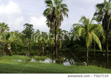 Cuban swamp - Peninsula de Zapata National Park / Zapata Swamp, Cuba 75627129
