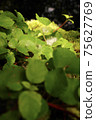 Accumulate in green 75627769