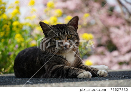 A stray cat that chooses a shade to rest because the spring sunshine is hot 75627880