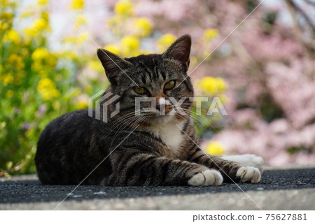 A stray cat that chooses a shade to rest because the spring sunshine is hot 75627881