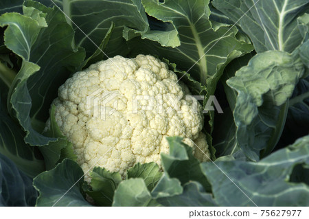 食用淺色蔬菜花椰菜 75627977