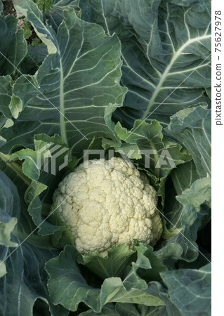 食用淺色蔬菜花椰菜 75627978