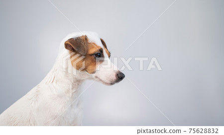 Funny dog jack russell terrier with foam on his head on a white background. Copy space. 75628832