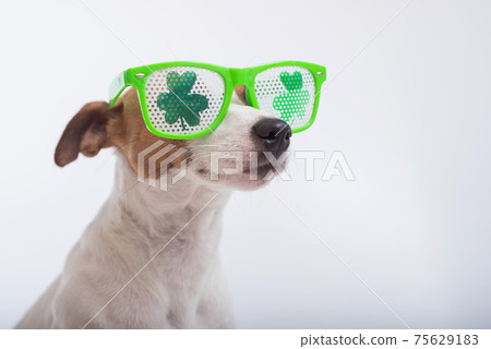 Portrait of a dog jack russell terrier in funny glasses on a white background. Saint patricks day holiday concept Portrait of a dog jack russell terrier in funny glasses on a white background. Saint patricks day holiday concept 75629183
