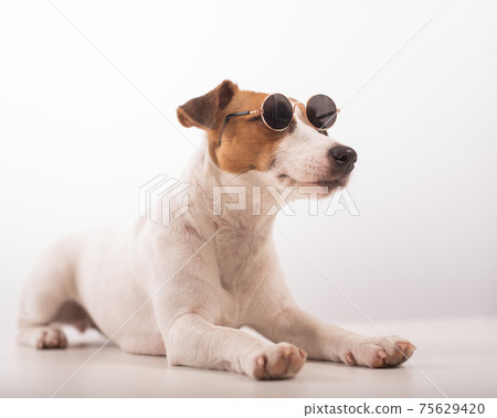 Jack russell terrier dog portrait in sunglasses on white background Jack russell terrier dog portrait in sunglasses on white background 75629420