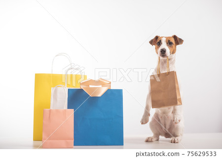 Dog Jack Russell Terrier stands in a serve pose next to paper bags and holds a craft bag in its mouth on a white background. Sale season 75629533