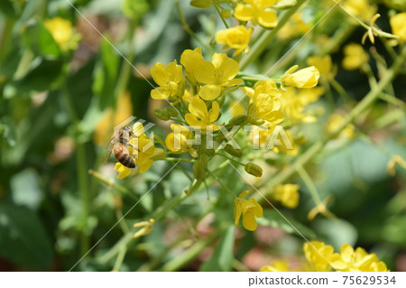Rape blossoms Rape blossoms 75629534