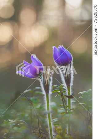 Pasqueflowers blooming at spring in the forest Pasqueflowers blooming at spring in the forest 75629570