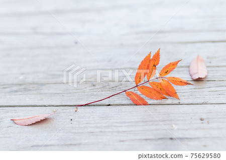 Red rowan leaf on wooden boards. Red rowan leaf on wooden boards. 75629580