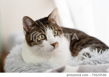 Cat on the windowsill cat Cat on the windowsill cat 75629586