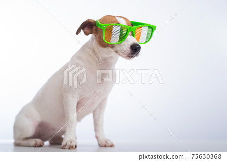 Portrait of a dog jack russell terrier in funny glasses on a white background. Saint patricks day holiday concept Portrait of a dog jack russell terrier in funny glasses on a white background. Saint patricks day holiday concept 75630368