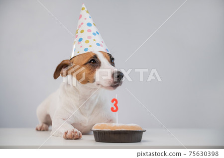Jack russell terrier in a festive cap by a pie with a candle on a white background. The dog is celebrating its third birthday 75630398