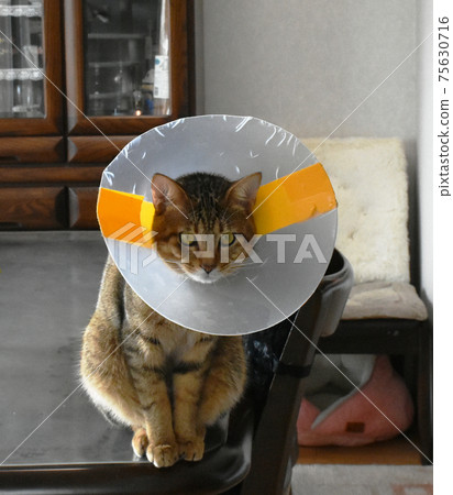7-month-old Kijitora kitten wearing Elizabethan collar after castration surgery 75630716