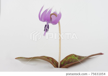 片假名白色背景 75631054