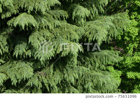 Photograph of a coniferous tree with yellow-green leaves taken in spring Photograph of a coniferous tree with yellow-green leaves taken in spring 75631096