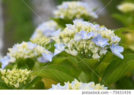 Scenery during the rainy season Scenery during the rainy season 75631439