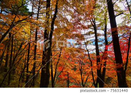 Image of Usui Pass promenade Image of Usui Pass promenade 75631440