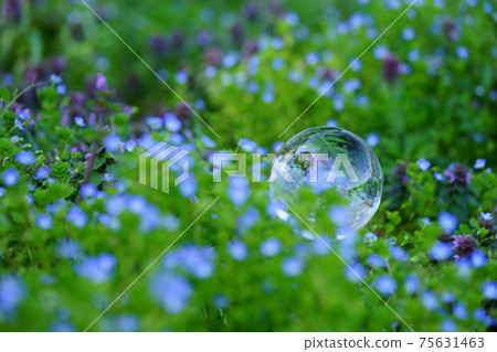 Environmental image ・ Lens ball in wildflowers in early spring 6 75631463