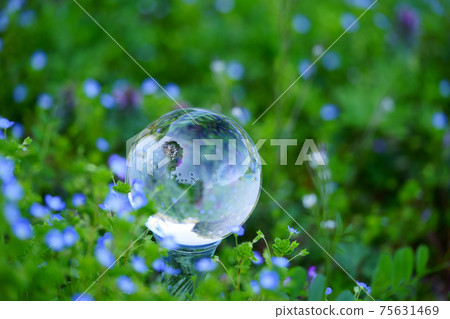 Environmental image ・ Lens ball in wild flowers in early spring 12 75631469