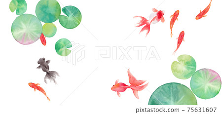 Summer banner background composed of goldfish and water lily leaves. Watercolor illustration trace vector. Layout can be changed. Summer banner background composed of goldfish and water lily leaves. Watercolor illustration trace vector. Layout can be changed. 75631607