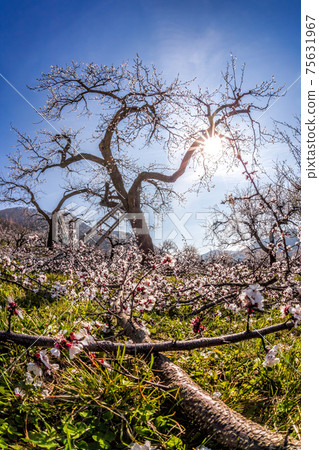 Apricot orchard in bloom against blue sky in Wachau valley, Austria 75631967