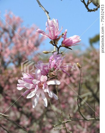 玉蘭花 木蘭 照片素材 圖片 圖庫