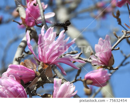 Magnolia flower "Magnolia stellata" Magnolia flower "Magnolia stellata" 75632454