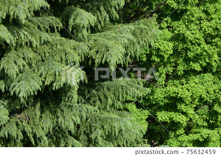 Photographs of coniferous trees with yellow-green leaves and metasequoia trees taken in spring 75632459