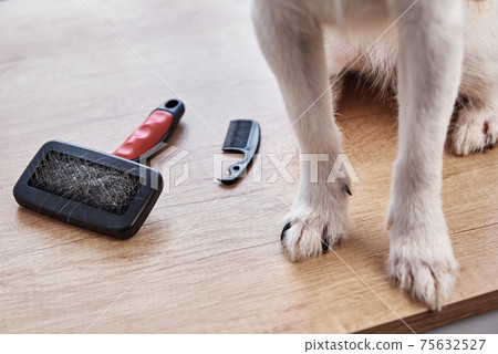 Pet brushing. Dog paws and comb with hairs, closeup Pet brushing. Dog paws and comb with hairs, closeup 75632527