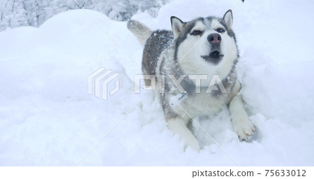 gray husky dog with multi-colored eyes in a snowdrift gray husky dog with multi-colored eyes in a snowdrift 75633012