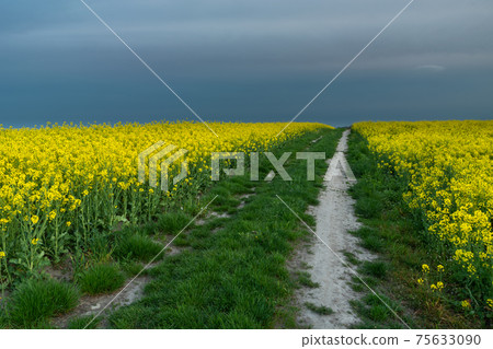 Green grassy road in the yellow rape field and cloudy sky 75633090