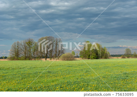 Yellow dandelion flowers on green meadow, trees and clouds 75633095