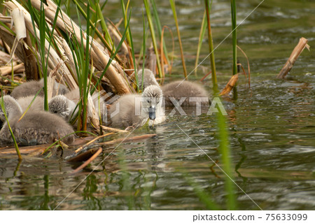 A family of mute swan chicks floating in the water 75633099