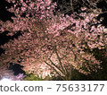 夜晚的櫻花 75633177