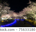 夜晚的櫻花 75633180