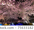 夜晚的櫻花 75633182